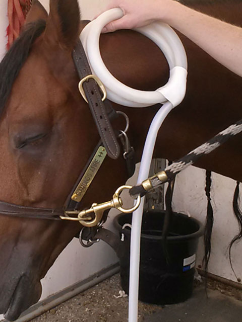 PEMF device for equine