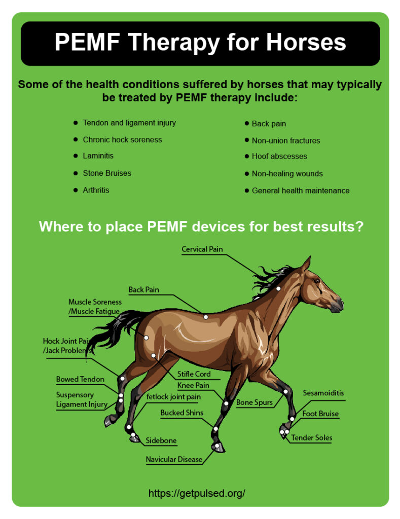 Pemf Benefits For Horses at Kristine Ramirez blog