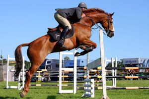 What Are The Benefits Of PEMF Therapy For Horses
