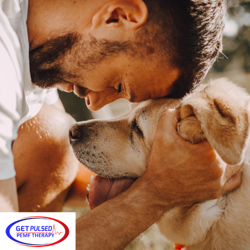 best PEMF therapy for dogs